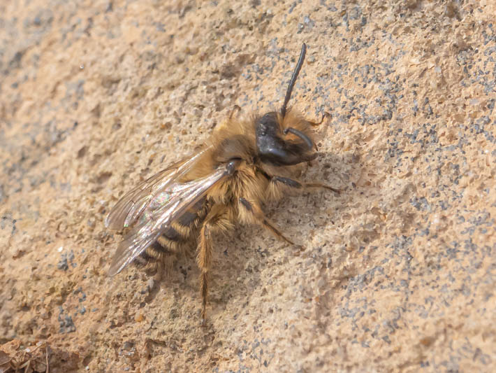 Andrena flavipes (Yellow-legged Mining Bee).jpg